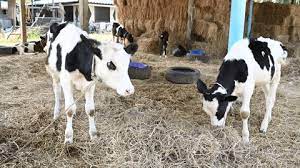 شماره تماس لوله بازکنی در شهر شریف آباد 2 محصولات کشاورزی و دامی